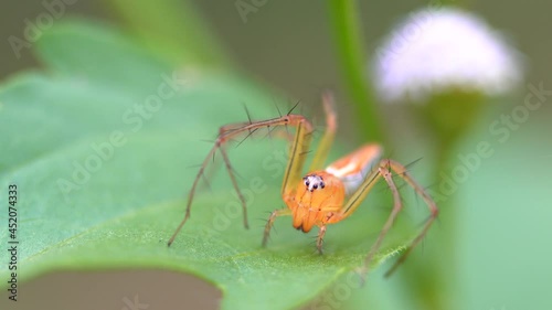 Macro photography of a spider