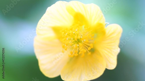 Close-up of a blooming yellow flower.