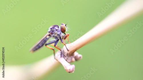Macro photography of hammerhead fly