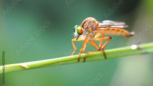 Macro photography of hammerhead fly
