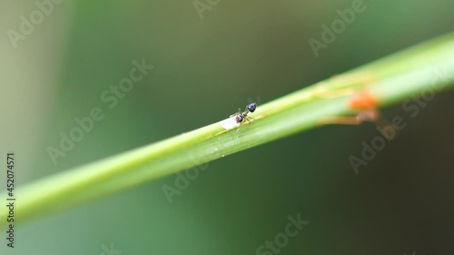 Macro photography at ant on a leaf