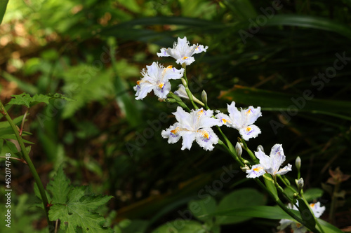 日陰に咲いた白いシャガの花