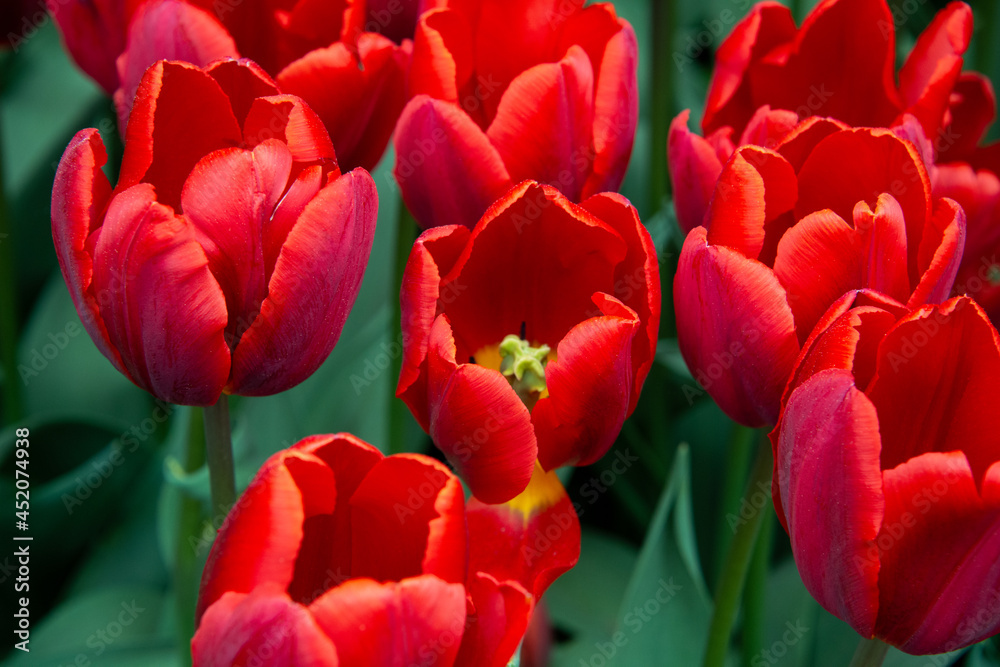 A bed of bright and colorful red and yellow tulips just as they start to bloom. There are a couple of flowers taller than the others in the bed of flowers. The stems and leaves are green in color. A bed of bright and colorful red and yellow tulips just as they start to bloom. There are a couple of flowers taller than the others in the bed of flowers. The stems and leaves are green in color.