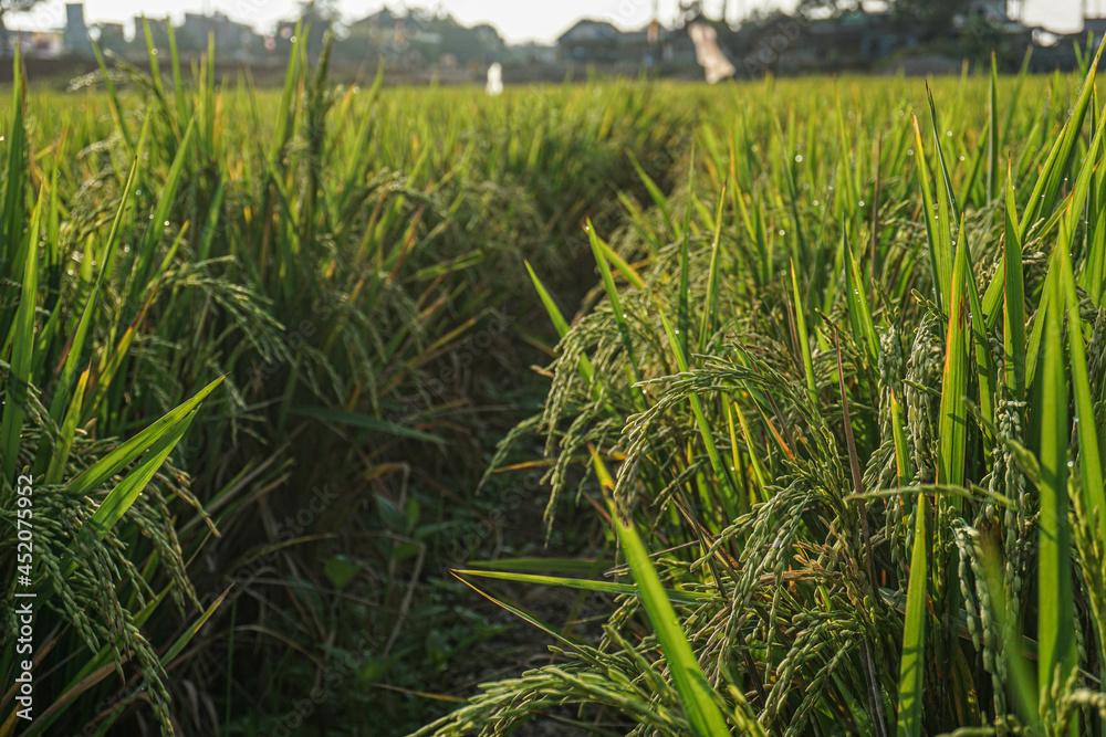 Fototapeta premium Rice Fields In The Morning