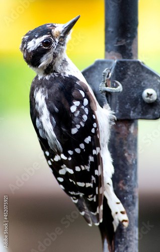 Downy Woodpecker on a pole