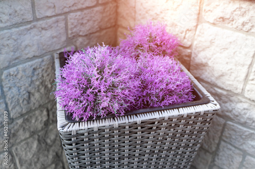 Purple sensation circle flower head in weave flowerpot at the corner of stone wall with sunlight in the building. photo