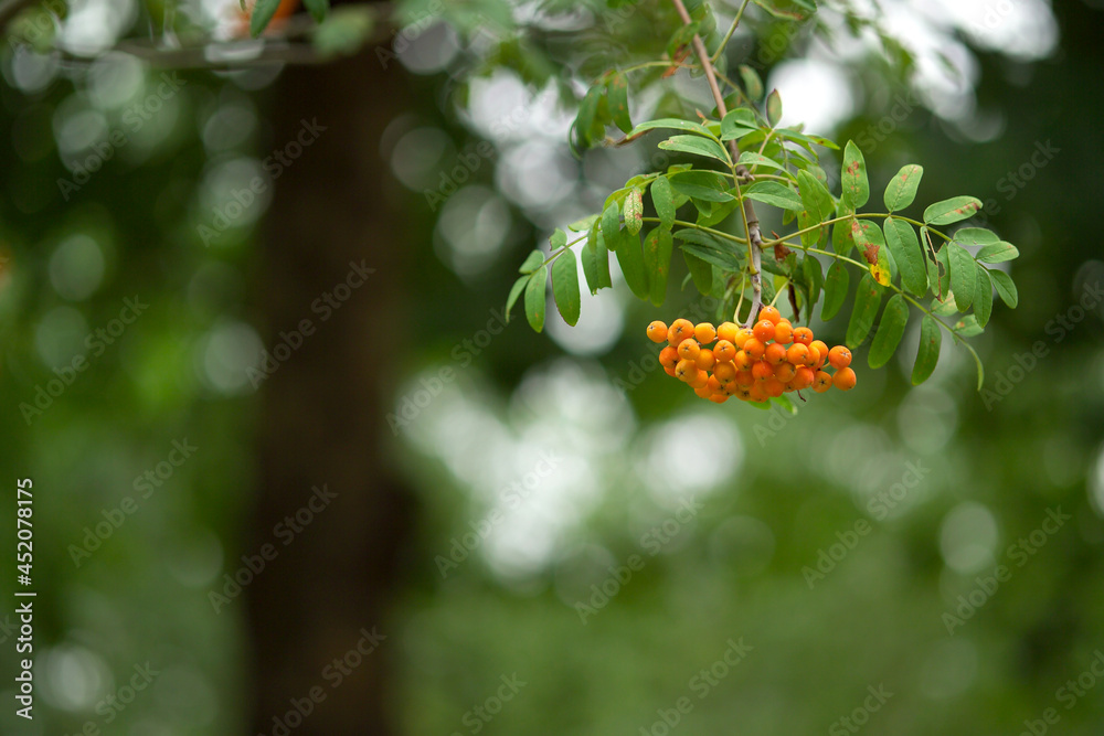 rowan fruit rowan fruit