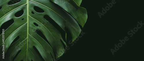 Green leaves in dark tones on a black background.Tropical green leaves Ideas for websites, banner and wallpaper.