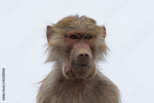 Hamadryas baboon photo