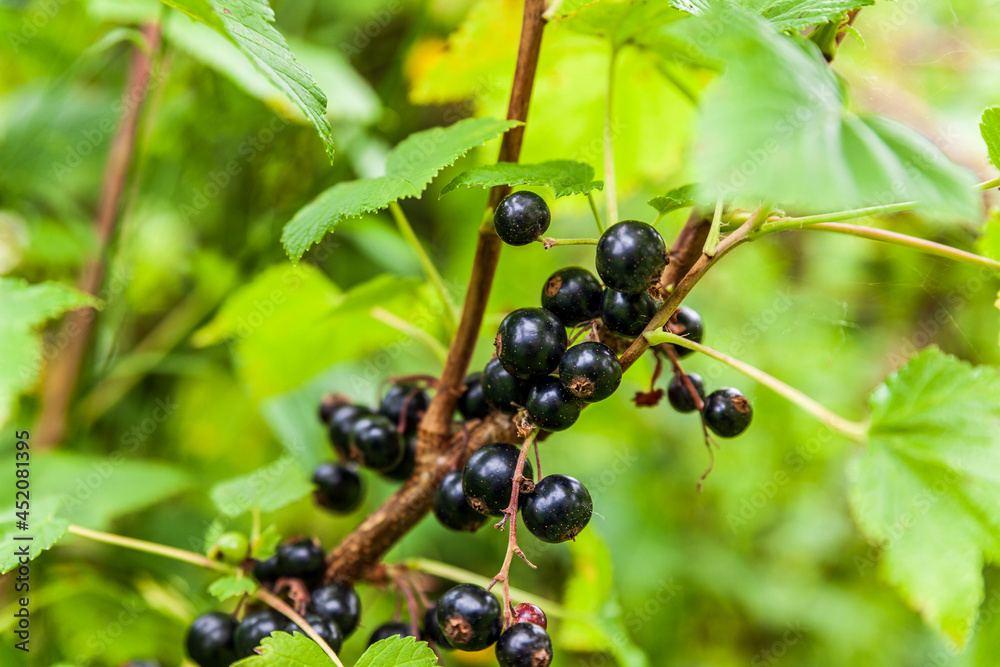 Branch of ripe blackcurrant berries hanging on the bush at organic farm. Branch of ripe blackcurrant berries hanging on the bush at organic farm.