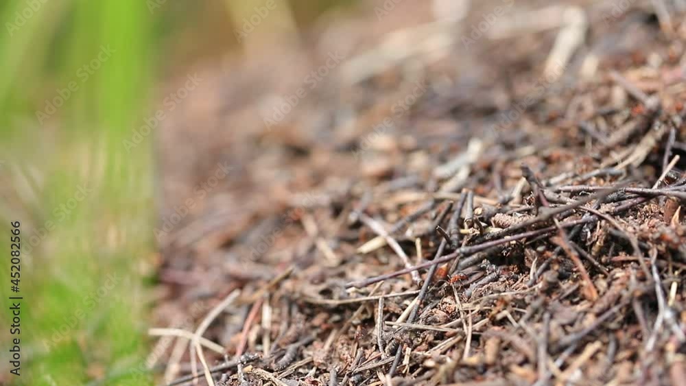 Ants work on an anthill of small branches and wood against the background of grass in the forest. Ant's nest. Ants work on an anthill of small branches and wood against the background of grass in the forest. Ant's nest.