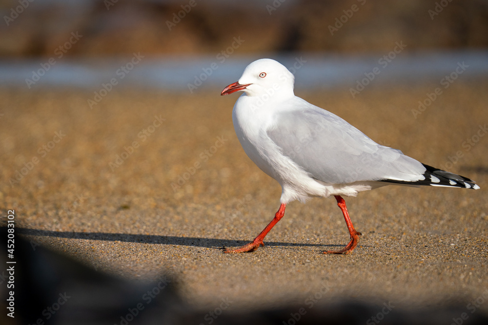 Red-billed gull on a beach in New Zealand Red-billed gull on a beach in New Zealand
