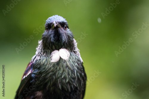 Close-up portrait of a Tui Bird in New Zealand