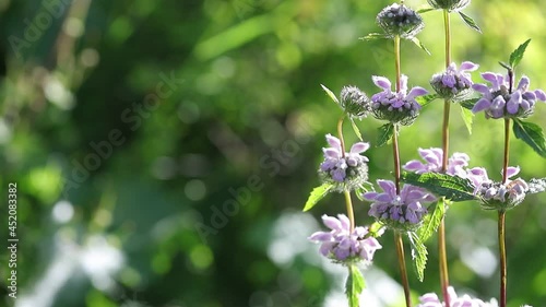 Purple field wild flower close-up. Forest flowers in the process of growing on a green sunny background. Tuberous zopnik. photo