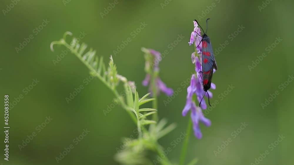 Two black butterflies with red spots on their wings mate on a purple wildflower close-up. Two black butterflies with red spots on their wings mate on a purple wildflower close-up.