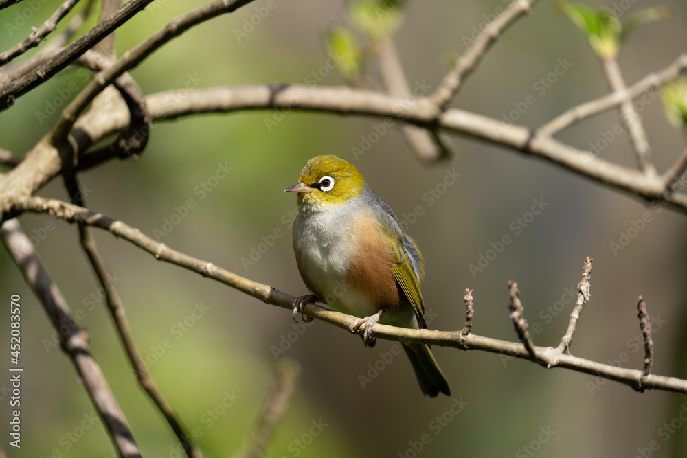 A Wax eye, Silver eye or also known as a White eye bird