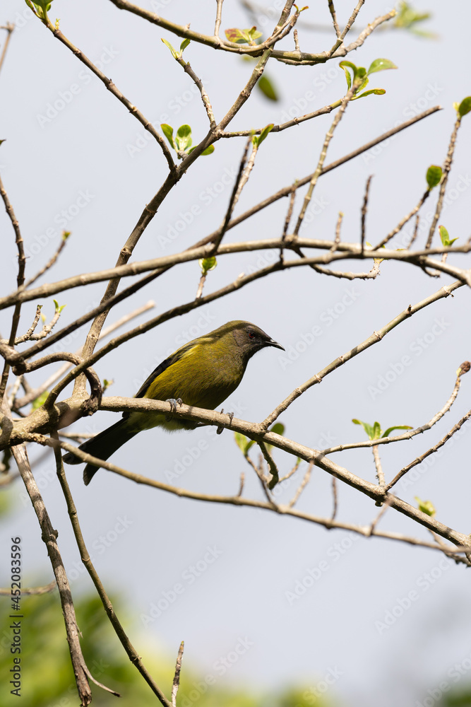 Korimako bellbird in New Zealand in a tree Korimako bellbird in New Zealand in a tree