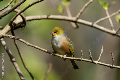 Obraz na płótnie A Wax eye, Silver eye or also known as a White eye bird w salonie
