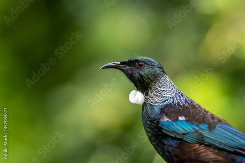 Obraz na płótnie Close-up portrait of a Tui Bird in New Zealand w salonie