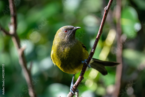 Obraz na płótnie Closeup of a Korimako bellbird in New Zealand w salonie