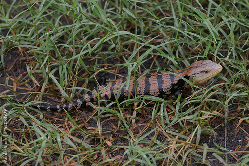 A Blue tongued skink (Tiliqua sp) lowers its body temperature during the day by wallowing in puddles of water. These reptiles are active during the day. 