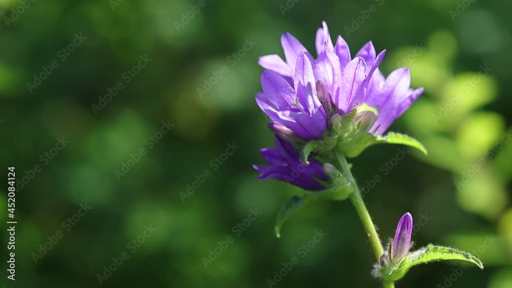 A crowded purple bell gleams with shadows in the sun with copy space. A purple bell flower in the sunshine at the peak of summer bloom close-up. A crowded purple bell gleams with shadows in the sun with copy space. A purple bell flower in the sunshine at the peak of summer bloom close-up.