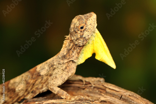 A flying lizard (Draco volans) is sunbathing on a vine branch before starting its daily activities. photo