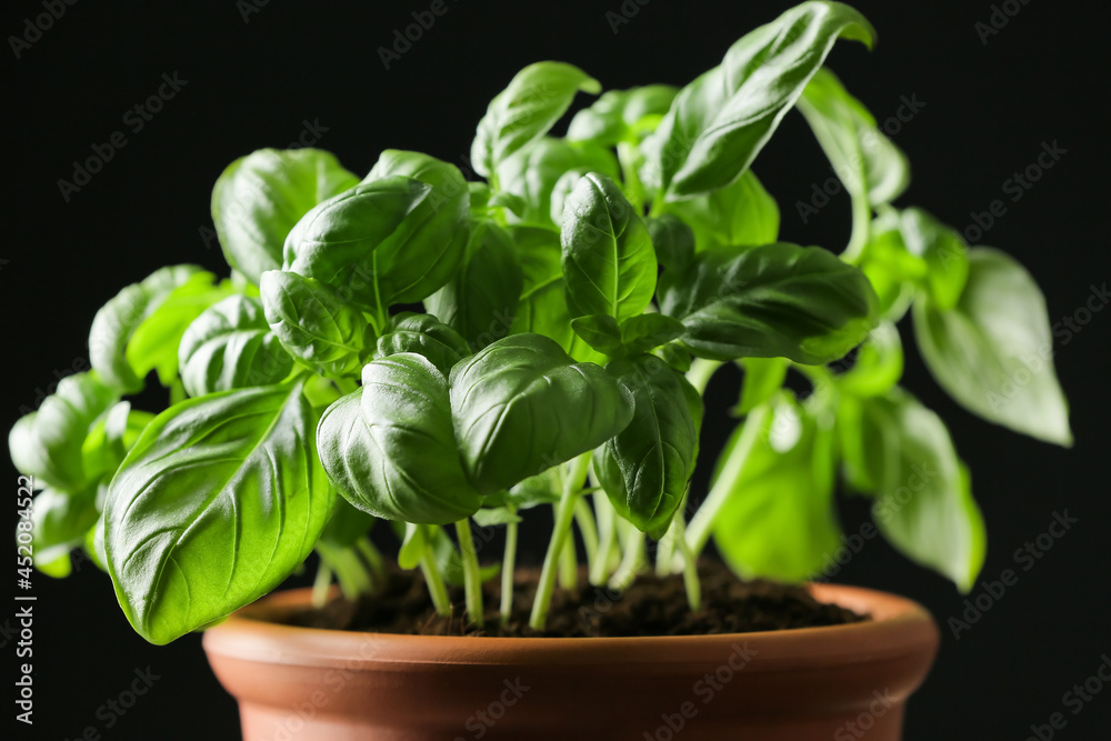 Fresh basil in pot on dark background, closeup Fresh basil in pot on dark background, closeup