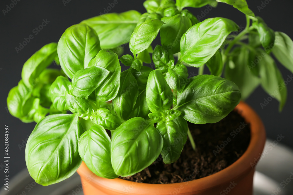 Fresh basil in pot on dark background, closeup Fresh basil in pot on dark background, closeup