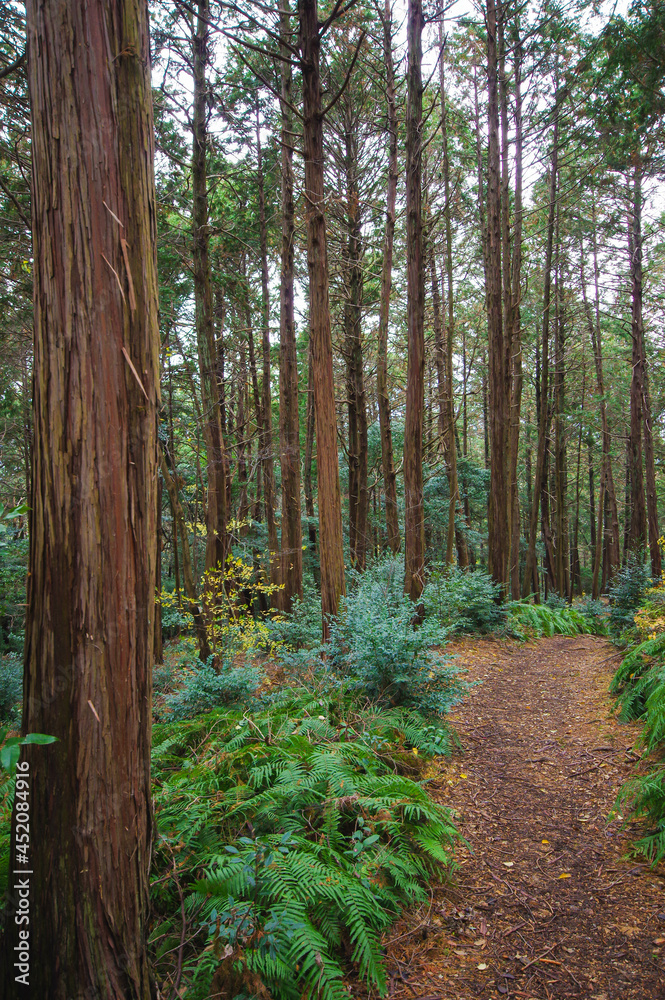 Tall trees and green ferns on Higashiyama mountain hiking trail near in Kyoto, Japan Tall trees and green ferns on Higashiyama mountain hiking trail near in Kyoto, Japan