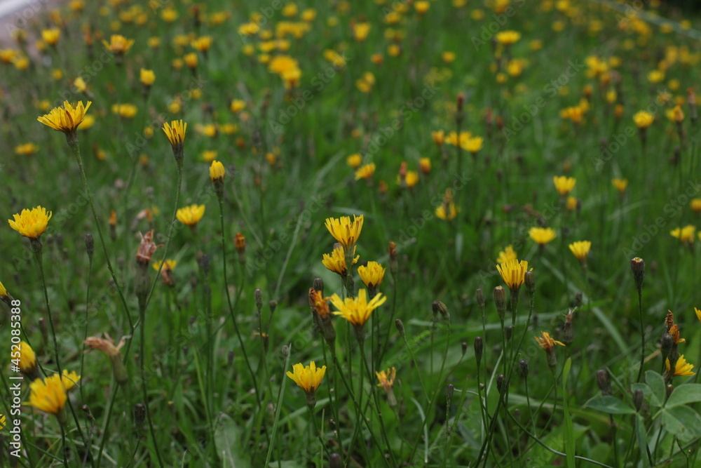 Spring background with beautiful yellow flowers in a field with green grass on a sunny day Spring background with beautiful yellow flowers in a field with green grass on a sunny day