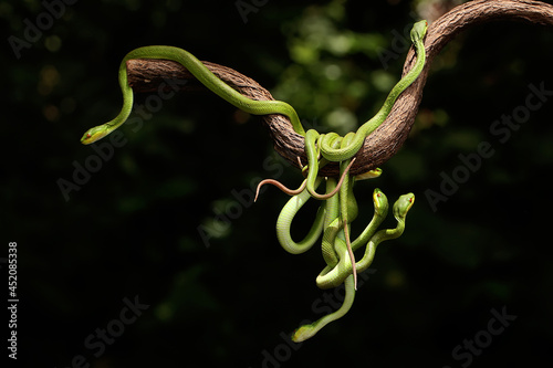 A group of baby Lesser Sunda pit vipers (Trimeresurus insularis) crept along a dry tree branch. photo