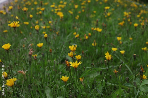 Spring background with beautiful yellow flowers in a field with green grass on a sunny day