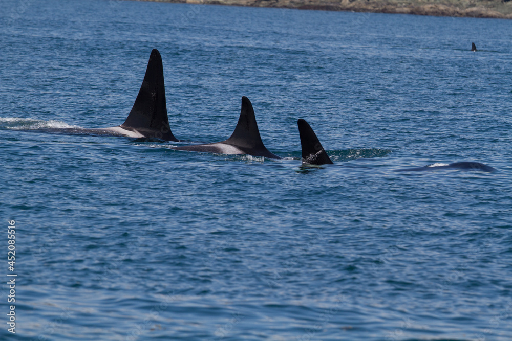 Naklejka premium Orcas in the ocean