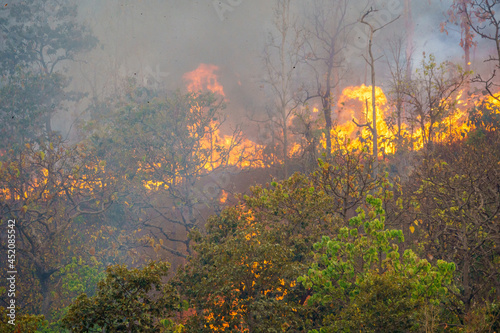 Forest fire is burning primarily as a surface fire, spreading along the ground