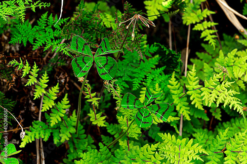 TREBOL DE 4 HOJAS  naturaleza    rbol  hojas  huerta  bosque  hojas  helecho  sucursal  verano  musgo  verde  flora  nativo  c  sped  hierba  fresco  follaje  ciclos  macro  con textura  aumento 