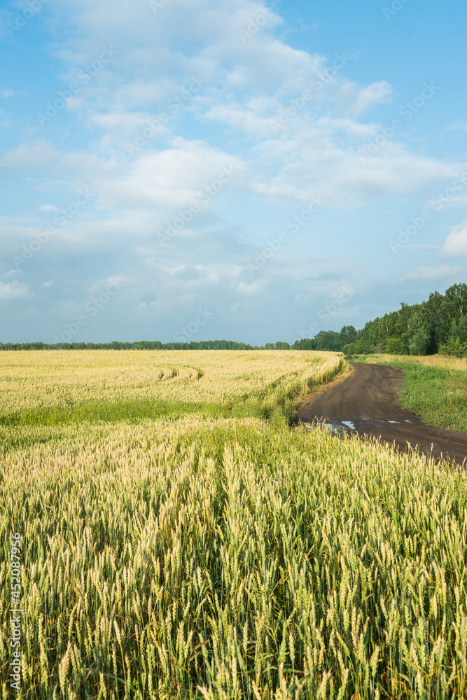Obraz premium Green wheat on the field along the road. Selective focus.