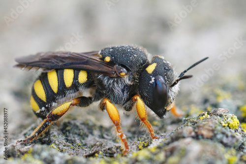 Close up on the female of the rare dark , Black-tailed Small-Woolcarder bee,  Pseudoanthidium melanurm © Henk