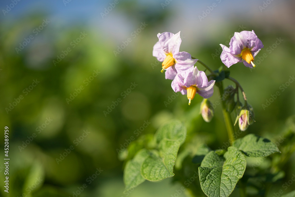 Blooming with light purple flowers of the potato crop with copy space. Ripening of potatoes in the sun. Green tops of potatoes in the farm fields. Blooming with light purple flowers of the potato crop with copy space. Ripening of potatoes in the sun. Green tops of potatoes in the farm fields.