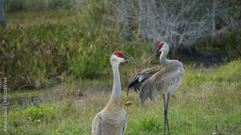 Naklejka premium pair of cranes in the wetlands
