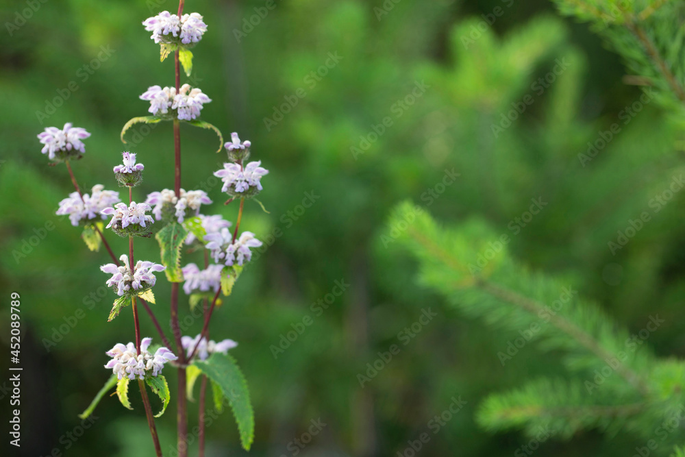 Purple field wild flower close-up. Forest flowers in the process of growing on a green background with copy space. Purple field wild flower close-up. Forest flowers in the process of growing on a green background with copy space.