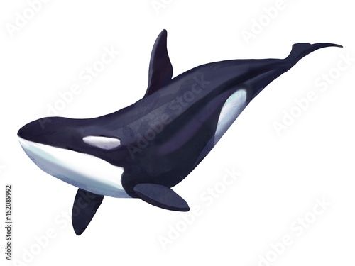 watercolor illustration of a killer whale, orca isolated on white background