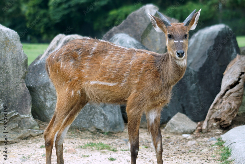 Fototapeta premium シタツンガ