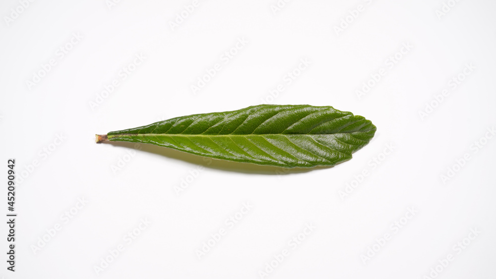 Obraz premium ビワの葉