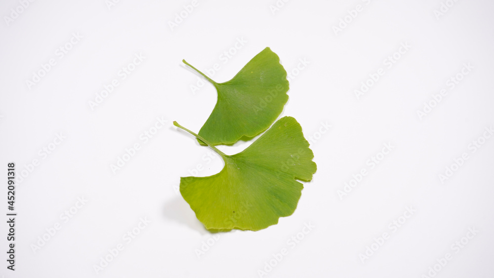 イチョウの葉 イチョウの葉