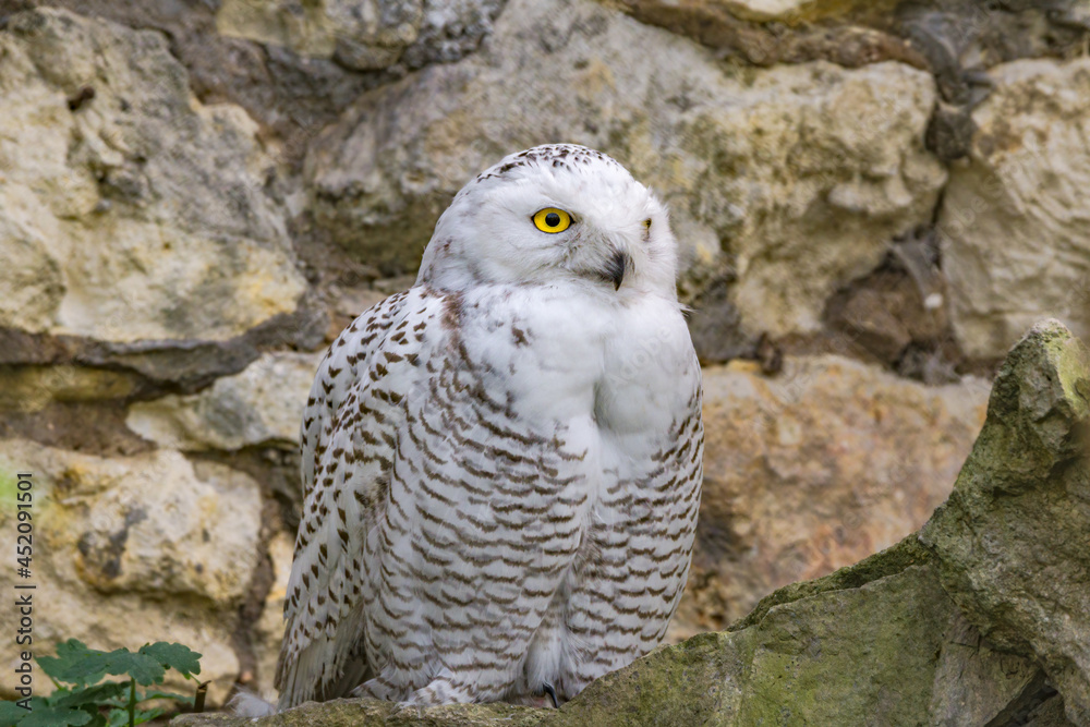 Fototapeta premium Snowy Owl (Bubo scandiacus), female