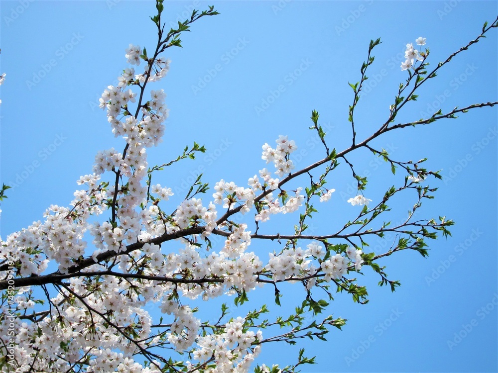 丘の上の桜