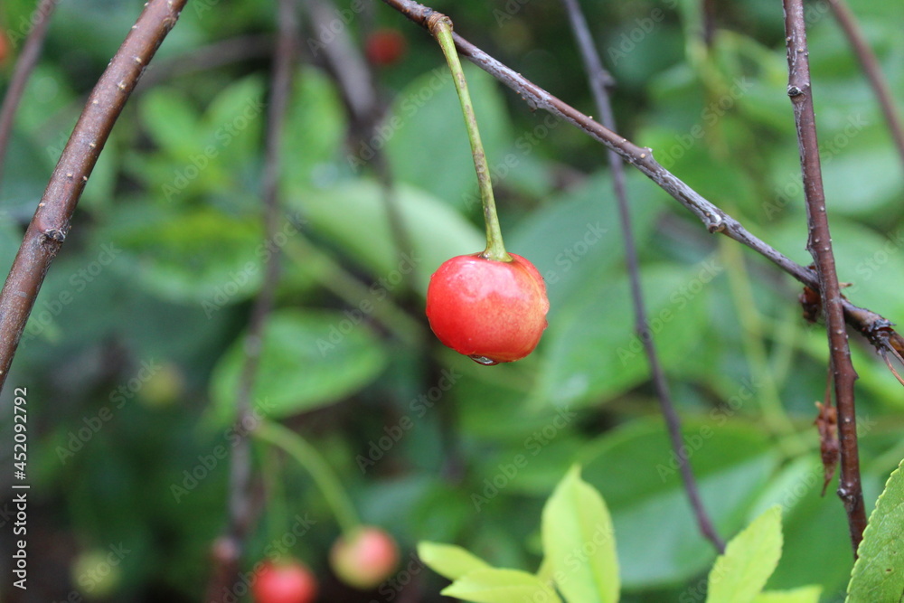 red cherry berries with raindrops on a branch in summer red cherry berries with raindrops on a branch in summer