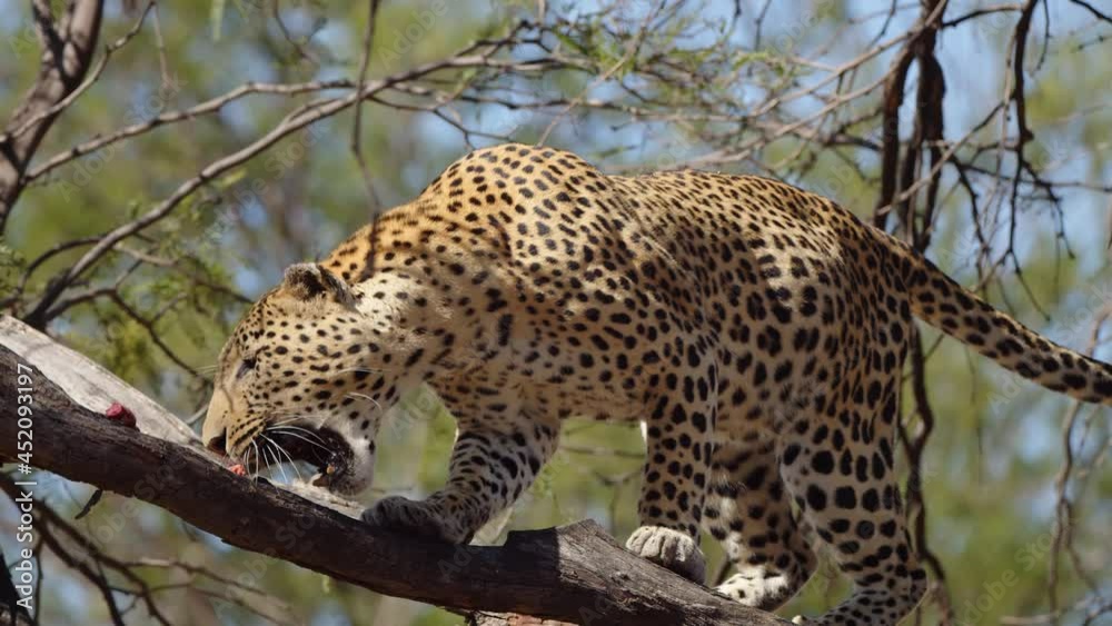 Leopard or panther on a tree with eye contact during outdoor jungle safari at Namibia - panthera pardus fusca. Close up shot of wild male leopard. shot on cinema camera during scientific expedition Leopard or panther on a tree with eye contact during outdoor jungle safari at Namibia - panthera pardus fusca. Close up shot of wild male leopard. shot on cinema camera during scientific expedition