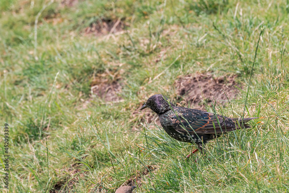 Obraz premium Common Starling (Sturnus vulgaris) in park, Central Russia